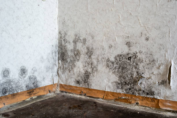 Best Attic Mold Removal  in USA